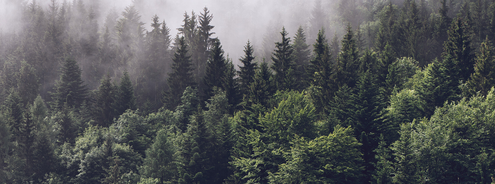 Notre coop Coopérative forestière Ferland-Boilleau