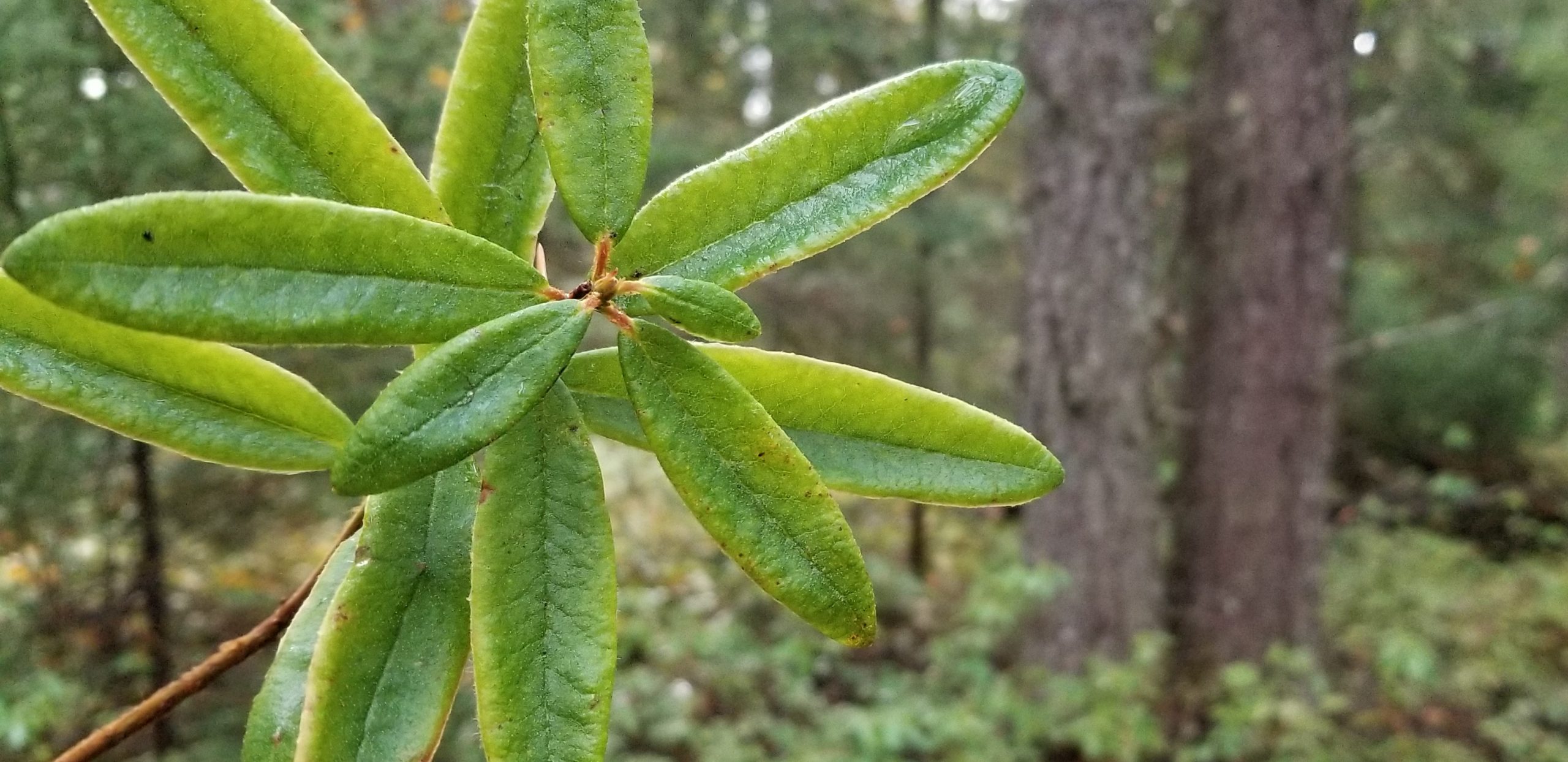Transformation et valorisation forestière Coopérative forestière Ferland-Boilleau