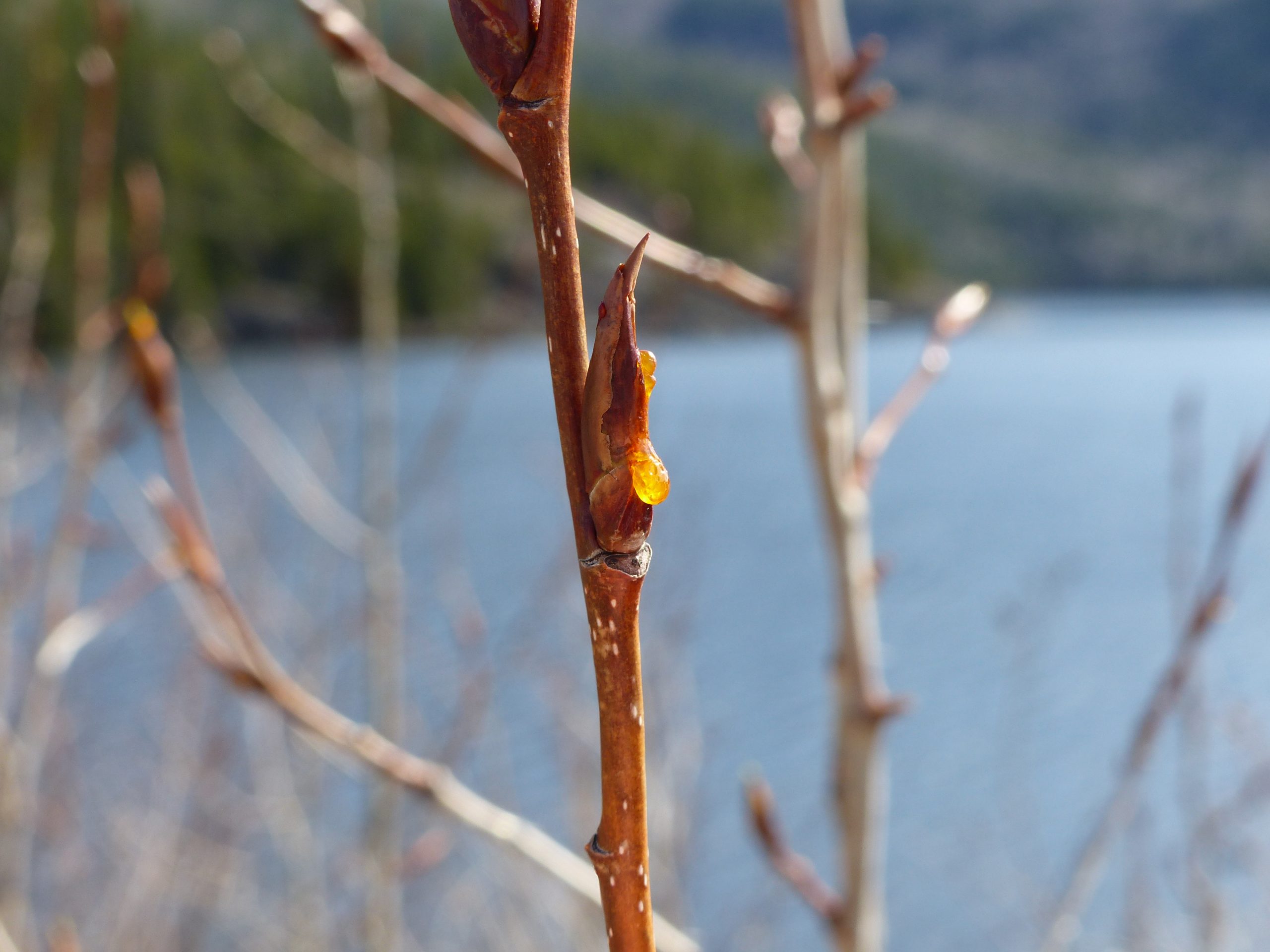 Transformation et valorisation forestière Coopérative forestière Ferland-Boilleau